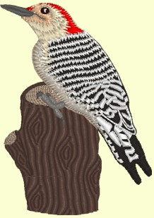 10woodpecker.jpg