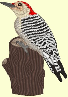 10woodpecker.jpg